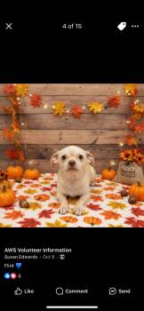 Rescue Chihuahua Dogs for Adoption in Madison Heights, Michigan - Flint | PetCurious