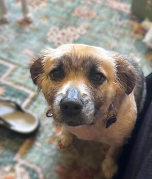 MISHA -  Mixed Breed and Australian Shepherd Dog for Adoption in Palm City, Florida - MISHA | PetCurious