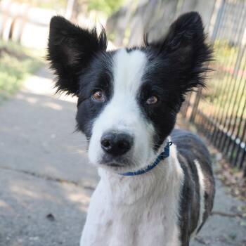 Border Collie Dogs Available for Adoption in Richmond, California - MR FOX | PetCurious