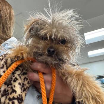 Yorkshire Terrier and Mixed Breed Dogs Available for Adoption in York, Pennsylvania - YORK-Stray-15518 | PetCurious