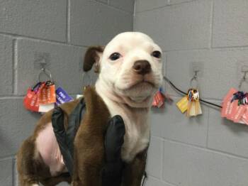 Pit Bull Terrier and Mixed Breed Dogs Available for Adoption in Thousand Palms, California - SEBASTIAN | PetCurious