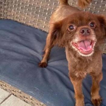 Hershey kisses -  Pomeranian and Chihuahua Dog for Adoption in Plainfield, Illinois - Hershey Kisses | PetCurious