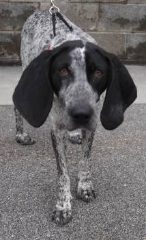 Bluetick Coonhound Dogs Available for Adoption in Pottsville, Pennsylvania -  Starr  | PetCurious