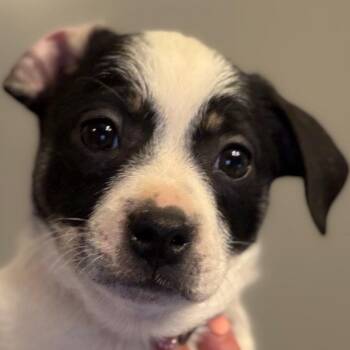 Parson Russell Terrier and Mixed Breed Dogs Available for Adoption in Greenfield, Indiana - Brianna - Dk Green | PetCurious