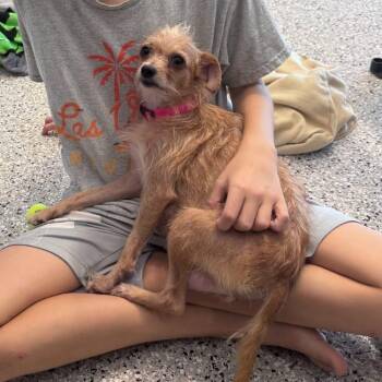 Rescue Terrier Dogs for Adoption in Houston, Texas - Jilly 'mama Honey' | PetCurious