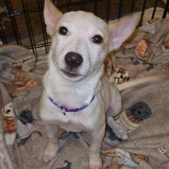 Angelle -  Chihuahua Dog for Adoption in Walker, Louisiana - Angelle | PetCurious