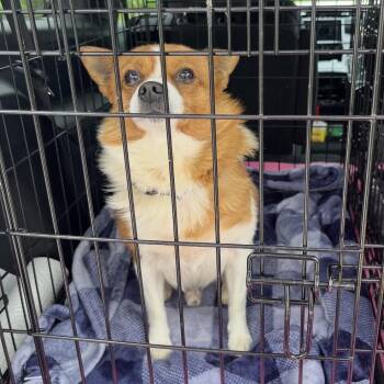 Dumplin -  Chihuahua Dog for Adoption in Normal, Illinois - Dumplin | PetCurious