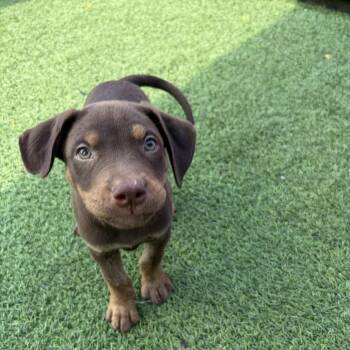 Cayenne 0746 -  Mixed Breed Dog for Adoption in Loxahatchee Groves, Florida - Cayenne 0746 | PetCurious
