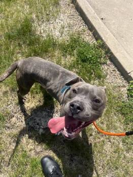 Pit Bull Terrier Dogs Available for Adoption in Dayton, Ohio - RIBBIT | PetCurious