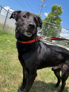 Rescue Labrador Retriever and Pit Bull Terrier Dogs for Adoption in Wabash, Indiana - Raj | PetCurious