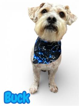 Schnoodle Dogs Available for Adoption - Buck | PetCurious