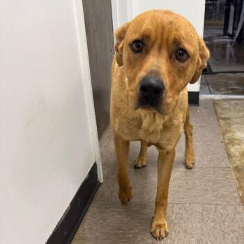 Banana Split -  Yellow Labrador Retriever and Mixed Breed Dog for Adoption in Washington, District Of Columbia - Banana Split | PetCurious