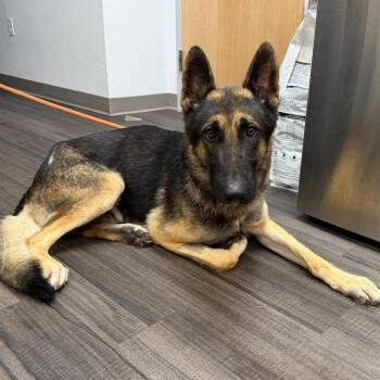 Jasper -  Mixed Breed Dog for Adoption in Sarasota, Florida - Jasper | PetCurious
