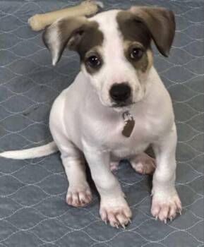 Rescue Mixed Breed Dogs for Adoption in Lake View, New York - Alpha Bits | PetCurious