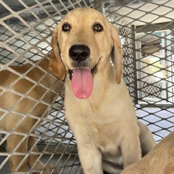 Shiloh -  Labrador Retriever Dog for Adoption in Edinburg, Texas - Shiloh | PetCurious