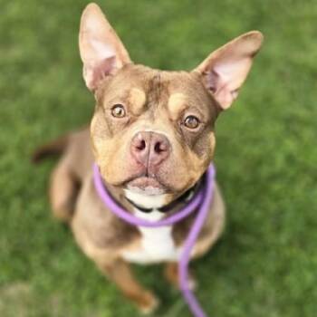 Pit Bull Terrier Dogs Available for Adoption in Philadelphia, Pennsylvania - Amber | PetCurious