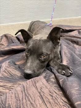 ANALISE -  Labrador Retriever and Mixed Breed Dog for Adoption in Las Vegas, Nevada - ANALISE | PetCurious