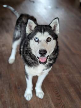 Rescue Alaskan Malamute Dogs for Adoption in Joppa, Alabama - Tulok | PetCurious