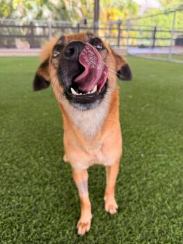 Pixel -  Mixed Breed Dog for Adoption in New York, New York - Pixel | PetCurious