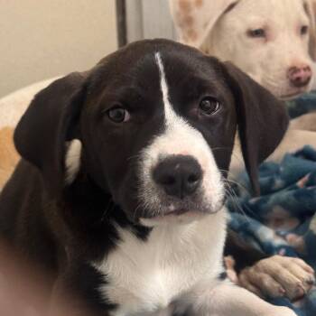 Pizza -  Hound and Labrador Retriever Dog for Adoption in Starkville, Mississippi - Pizza | PetCurious