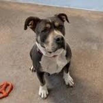 Rescue Staffordshire Bull Terrier Dogs for Adoption in Green Valley, Arizona - Penny | PetCurious