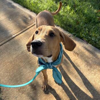 River -  Mixed Breed Dog for Adoption in Canal Winchester, Ohio - River | PetCurious