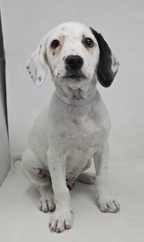 Beagle and Hound Dogs Available for Adoption in New York, New York - Matterhorn (foster Needed) | PetCurious