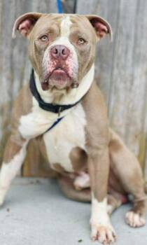 AC-4646 "Mr.Paddington" -  American Bulldog Dog Available for Adoption in Conyers, Georgia - AC-4646 "Mr.Paddington" | PetCurious