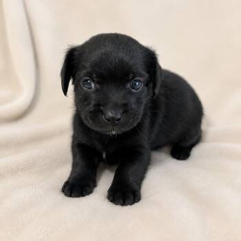 Flame -  Chihuahua and Terrier Dog for Adoption in Tampa, Florida - Flame | PetCurious