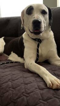 Peppermint Pattie -  Pit Bull Terrier and Saint Bernard Dog for Adoption in Salt Lake City, Utah - Peppermint Pattie | PetCurious