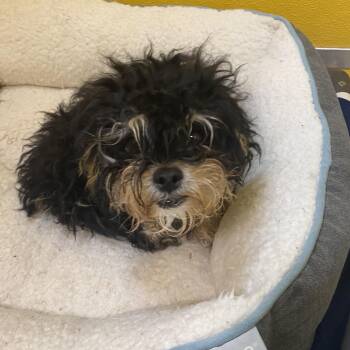 Franny -  Cockapoo Dog for Adoption in Elyria, Ohio - Franny | PetCurious