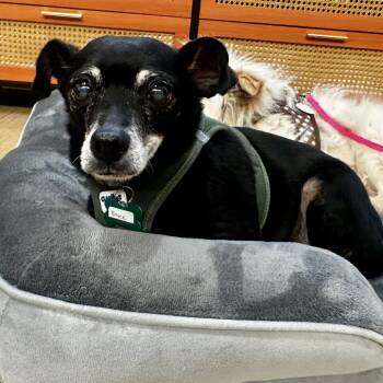 Bryce 11519 -  Chihuahua Dog for Adoption in San Francisco, California - Bryce 11519 | PetCurious