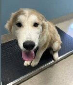 MARTY -  Husky Dog for Adoption in Holbrook, New York - MARTY | PetCurious