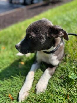 Arlo -  Pit Bull Terrier and Mixed Breed Dog for Adoption in Thomasville, Alabama - Arlo | PetCurious