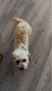 Lovie -  Poodle and Mixed Breed Dog for Adoption in Fort Worth, Texas - Lovie | PetCurious