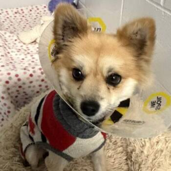 Fergus -  Pomeranian Dog for Adoption in Morden, Manitoba - Fergus | PetCurious