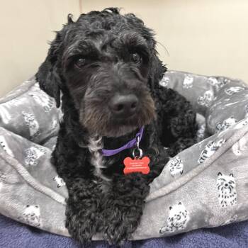 Brody 54340 -  Poodle and Mixed Breed Dog for Adoption in Las Vegas, Nevada - Brody 54340 | PetCurious