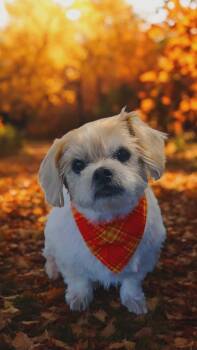 Rescue Shih Tzu Dogs for Adoption in Kiowa, Oklahoma - Bob | PetCurious