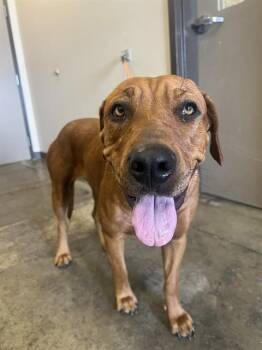 MYKA -  Rhodesian Ridgeback and Mixed Breed Dog for Adoption in Ontario, California - MYKA | PetCurious