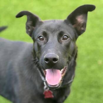 Rescue Labrador Retriever and Shepherd Dogs for Adoption in San Diego, California - Lance | PetCurious