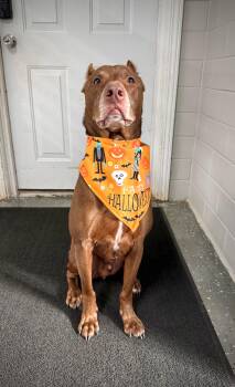 Cornbread -  Doberman Pinscher Dog for Adoption in Youngstown, Ohio - Cornbread | PetCurious
