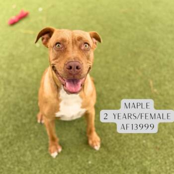 Pit Bull Terrier Dogs Available for Adoption - Maple | PetCurious