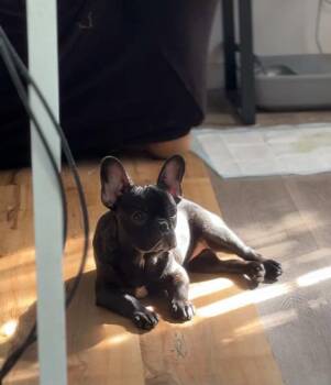 French Bulldog Dogs Available for Adoption in Ventura, California - Bean | PetCurious