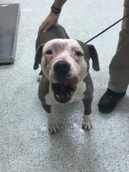 Pit Bull Terrier and Mixed Breed Dogs Available for Adoption in Conroe, Texas - TOM | PetCurious