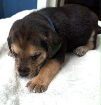 Renegade Derby -  Hound Dog for Adoption in Waunakee, Wisconsin - Renegade Derby | PetCurious