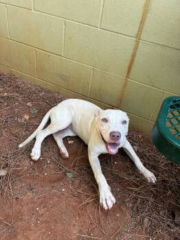 Louise -  Labrador Retriever Dog for Adoption - Louise | PetCurious