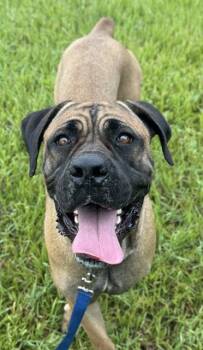 Rescue Mastiff Dogs for Adoption in Fort Lauderdale, Florida - JENNIE | PetCurious