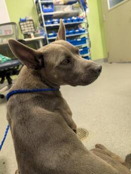 Stormy -  Pit Bull Terrier and Australian Cattle Dog Blue Heeler Dog for Adoption in New Orleans, Louisiana - Stormy | PetCurious