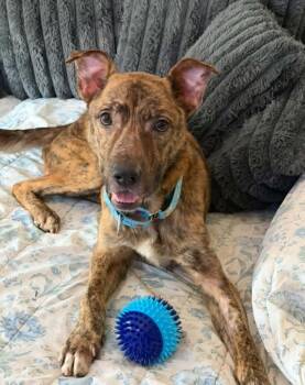 Bad Bunny -  Pit Bull Terrier and Dutch Shepherd Dog for Adoption in Merrillville, Indiana - Bad Bunny | PetCurious