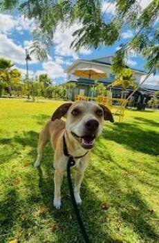 Terrier and Mixed Breed Dogs Available for Adoption - Hazel | PetCurious